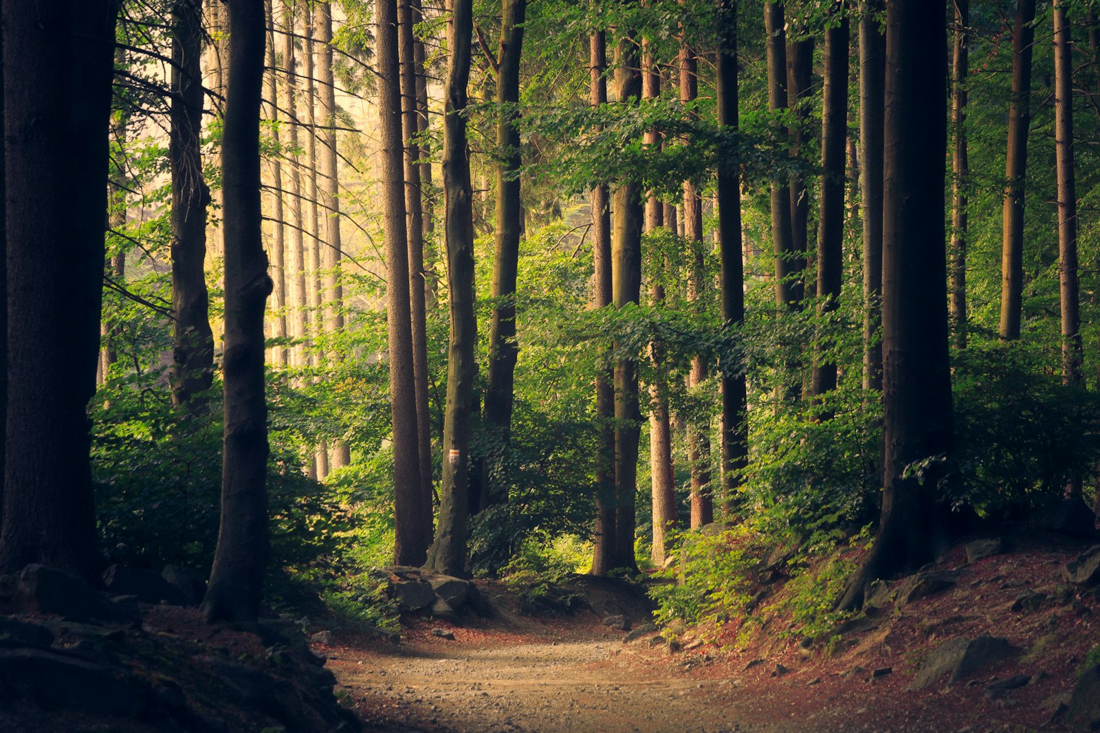 Landscape stewardship and environmental CSR